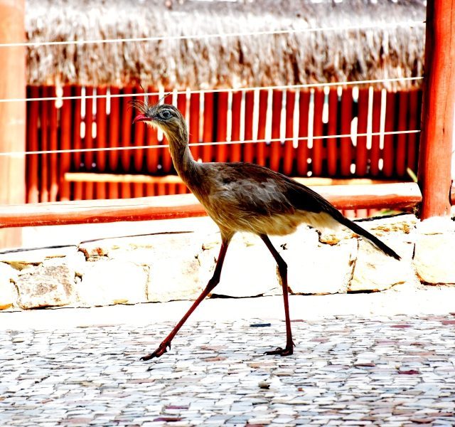 naturezabg naturezabg